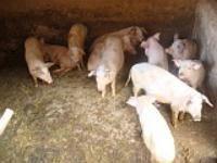 中壩村[雲南省楚雄市元謀縣羊街鎮下轄村]