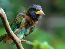 大擬啄木鳥