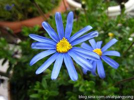 藍費利菊 藍費利菊