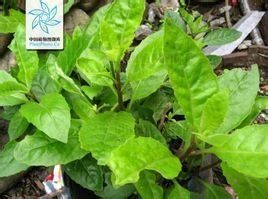 菊三七屬 菊三七屬