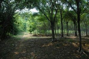 南蛇崗遺址 南蛇崗遺址