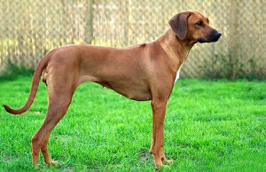 羅得西亞背脊犬