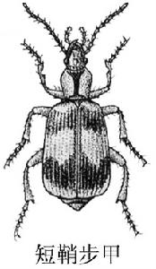 短鞘步甲 短鞘步甲