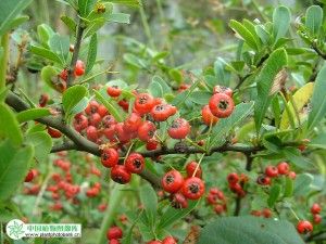 救軍糧葉 救軍糧葉