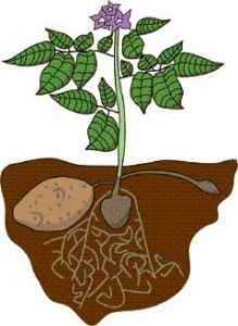 馬鈴薯栽培 馬鈴薯栽培