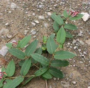 柳葉忍冬 柳葉忍冬