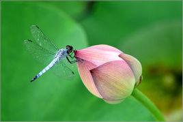 丁丁貓兒 丁丁貓兒