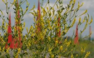 細枝岩黃蓍 細枝岩黃蓍