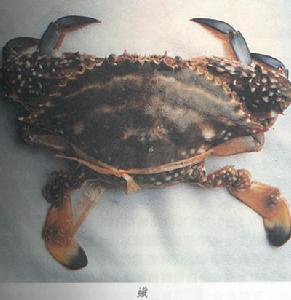 原料名稱： 蠘 別名1： 梭子蟹 特 點： 甲殼類海產品，又稱蝤蛑，學名梭子蟹。甲殼綱，蝤蛑科。頭胸甲呈梭形，稍隆起，兩側具刺，螯足發達，第4對步足呈槳狀。生活於水深10-30米的泥沙質海底，以動物、小魚、水藻為食。是拖網作業的捕撈對象。常見品種有“三目”蠘（紅星梭子蟹）、花蠘（遠遊梭子蟹）和劍蠘等。劍蠘是三疣梭子蟹的近親，資源較豐富。每年7-9月為捕撈旺季，1985年以來，潮汕年均產量5000噸左右，1989年達1.1萬噸。肉味鮮美，富含蛋白質，脂肪少。清蒸、鮮炒皆宜。也有將蠘洗淨後用鹽醃，幾個小時後，加上辣椒蒜蓉醋即吃，但這種吃法，一般人不敢採用，故有“食蠘試身份”之說。1985年後，已有把蠘肉加工成梭子蟹肉罐頭，出口歐美。蠘殼可製成甲殼素，是用途廣泛的化工原料；碎殼還可碾成飼料添加劑。    蠘也稱花蟹、梭子蟹，殼淡藍色，呈梭子形，左右兩邊有尖角，腹部雪白。    蠘是潮汕地區常見的海產蟹類，無論潮菜酒樓或是家庭，都時常可見到它。蠘在潮菜中，時常被用作生炒，白灼或白灼後拆肉用。白灼蠘時要注意的是，白灼之前，必先用筷子在殼脯間刺下，使蠘死後再白灼，否則將活蠘直接投入滾水中，其腳會鬆脫出來。    蠘屬節肢動物門甲殼綱蝤蛑科動物，我國沿海各地均有產。潮汕所見的蠘，多產自饒平、南澳，種類最多的為藍腳蠘，其次為三星蠘等。蠘屬在鹹水海域生長的蟹類，肉鮮甜，其香味遠不上肉蟹，但價格較廉。