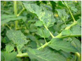 番茄花葉病 番茄花葉病