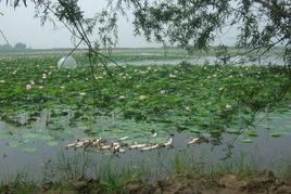 大慶蓮花湖 大慶蓮花湖