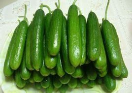 荷蘭黃瓜 荷蘭黃瓜