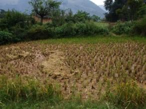 小丫勒自然村 小丫勒自然村