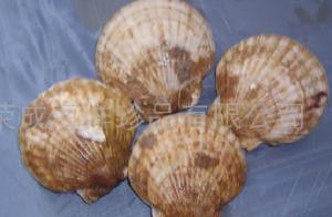 蝦夷扇貝