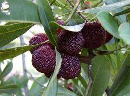 舟山晚稻楊梅 舟山晚稻楊梅