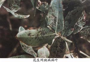 花生網斑病 花生網斑病