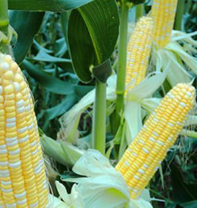 科甜1號 科甜1號