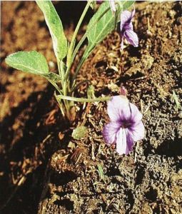 東北堇菜 東北堇菜