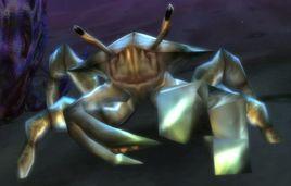 刺毛甲殼蟹 刺毛甲殼蟹