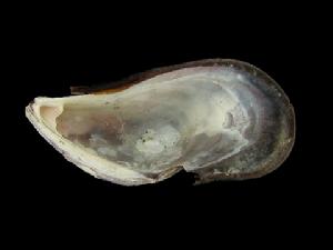 紫孔雀殼菜蛤 紫孔雀殼菜蛤