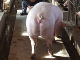 二元母豬 二元母豬