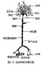 樹突和軸突