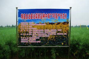 中雙11號 中雙11號