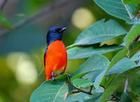 赤紅山椒鳥雲南亞種