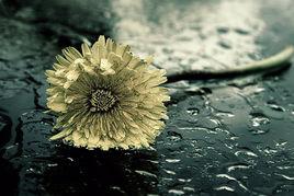 純粹[漢語詞語]