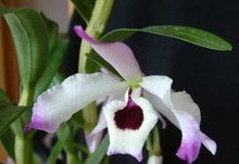 粗莖亞系 粗莖亞系