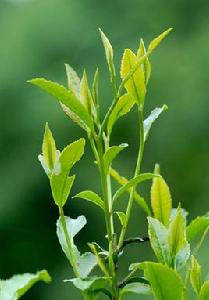 江南第一茶市 江南第一茶市