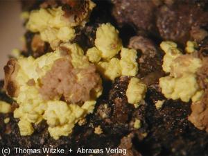 碳鈣鈾礦 碳鈣鈾礦