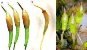 長蒴蘚屬 長蒴蘚屬