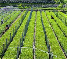 女兒茶[女兒茶]