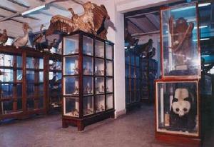 四川大學歷史博物館