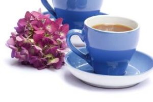 杯盾蟲屬 杯盾蟲屬