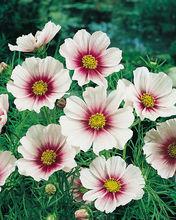夏之夢波斯菊Day Dream Cosmos