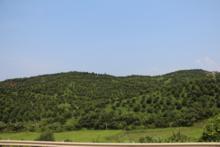 桂林桂花茶生長環境