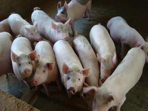 白櫟箐村-生豬養殖