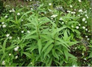 水濕柳葉菜 水濕柳葉菜