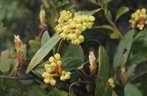 黃絨潤楠 黃絨潤楠