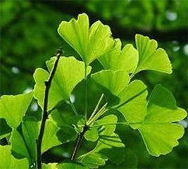 柏勒兒茶 柏勒兒茶