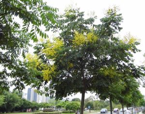 複葉欒樹 複葉欒樹