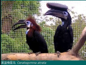 黑盔噪犀鳥 Ceratogymna atrata