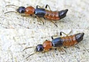 大黃足隱翅蟲 大黃足隱翅蟲