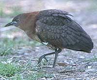 栗頭夜鳽 栗頭夜鳽