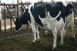 中國荷斯坦 中國荷斯坦