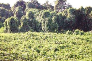 廣東內伶仃福田國家級自然保護區 廣東內伶仃福田國家級自然保護區