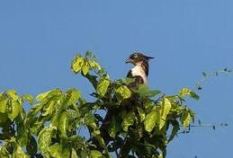 鳳頭蜂鷹馬來亞種 鳳頭蜂鷹馬來亞種