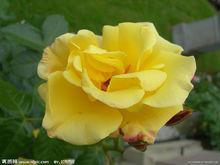 花語[用花表達的語言]